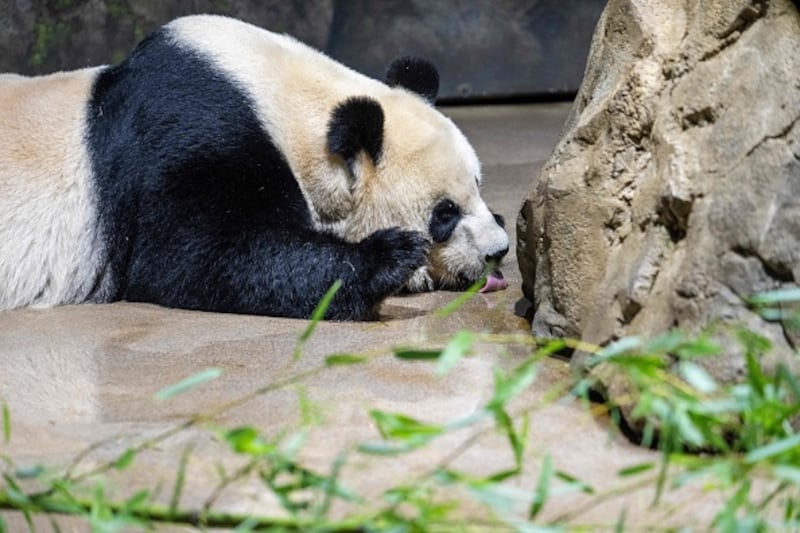 Giant Pandas