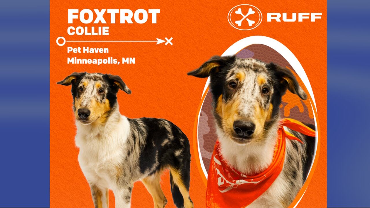 Foxtrot was named the MVP of Puppy Bowl XXI.
