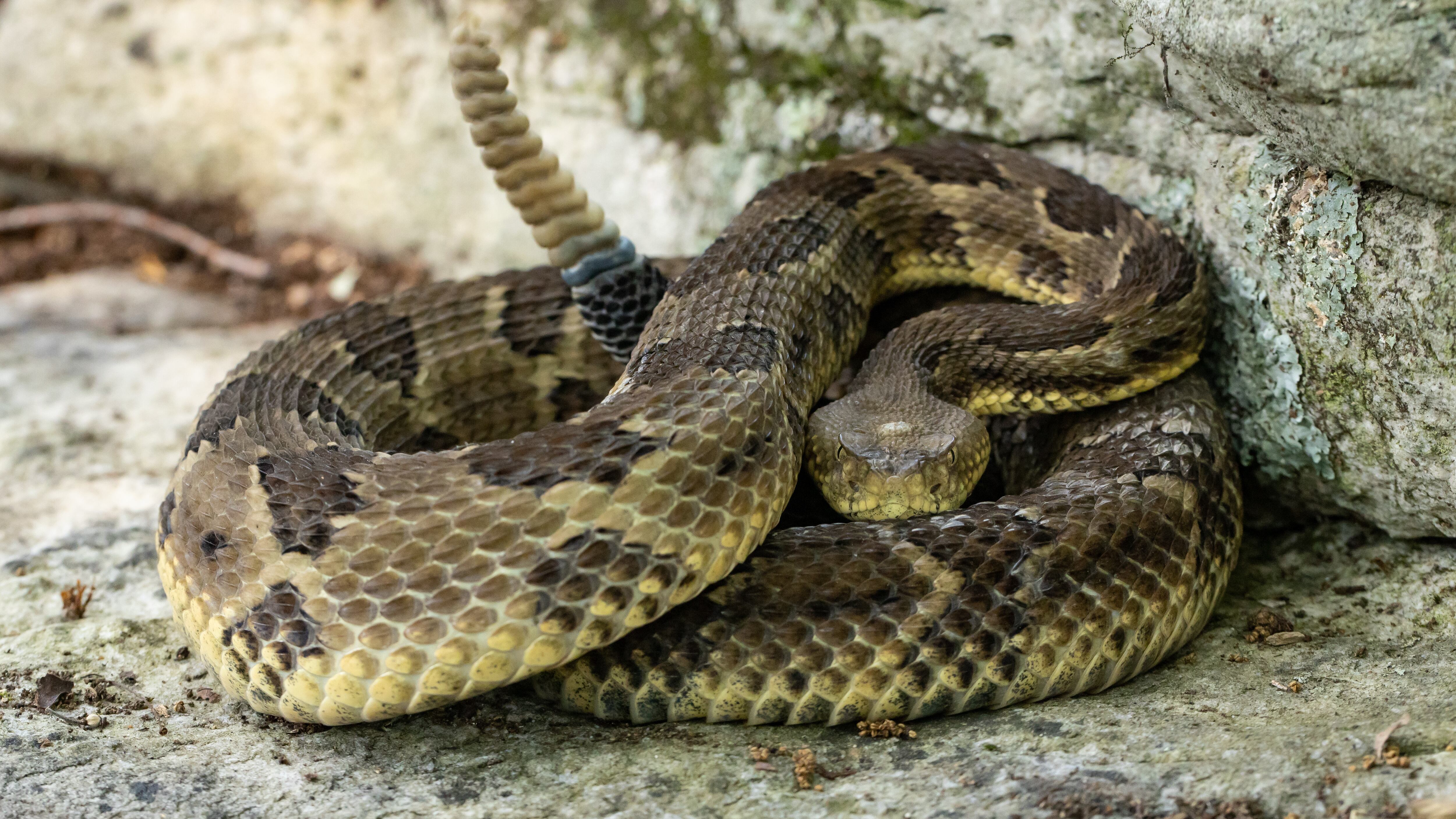 Timber rattlesnake